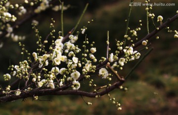 梅花 红梅