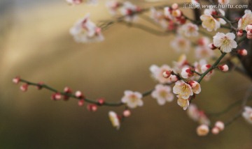 梅花 红梅