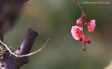 梅花 红梅