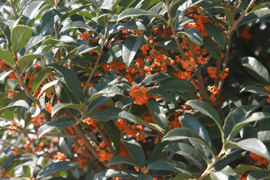 桂花 桂花树