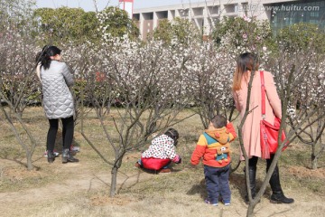 赏花