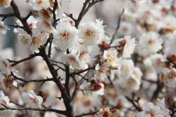 梅花