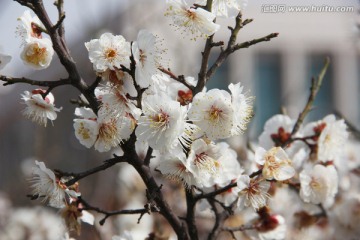 梅花