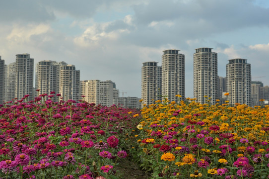 花海公园