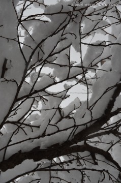积雪树枝