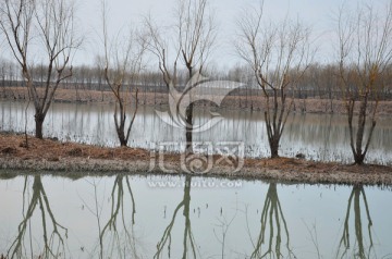 太湖湿地冬韵