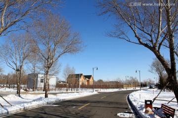 冬天 树枝 树木 公路 冬季