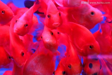 金鱼 水族馆 绿植 水藻 水草