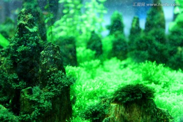 金鱼 水族馆 绿植 水藻 水草