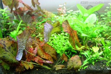 金鱼 水族馆 绿植 水藻 水草