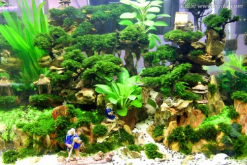 金鱼 水族馆 绿植 水藻 水草