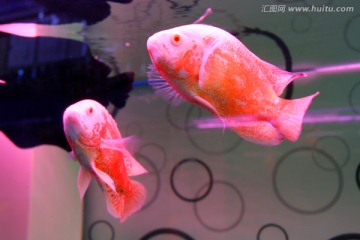 金鱼 水族馆 绿植 水藻 水草