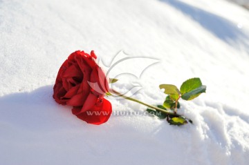 被雪掩埋的花