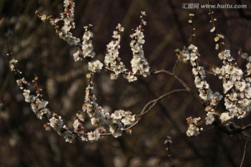 梅花