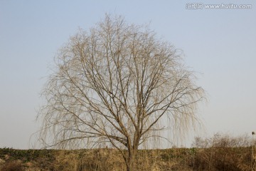 垂柳 柳树 荒凉