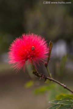 红绒球花