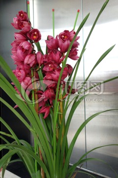 花 盆裁