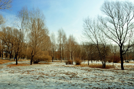 雪地树林