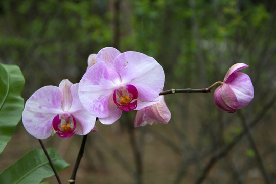粉紫色兰花