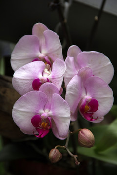 白边紫心兰花