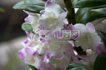 紫边粉白兰花