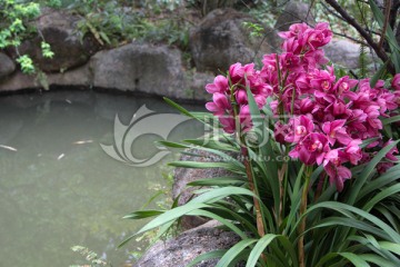 水边紫红兰花