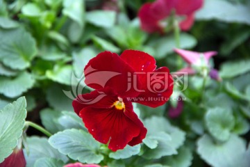 红色蝴蝶花