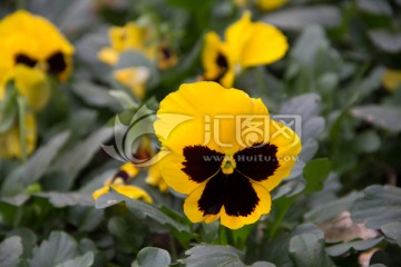 黄色蝴蝶花