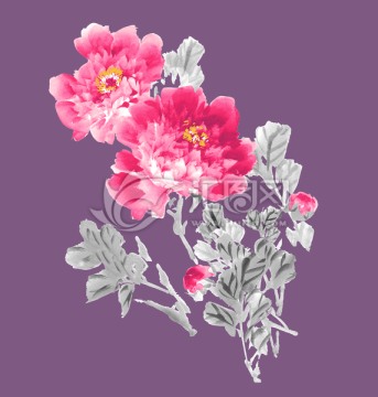 花卉 牡丹 国画