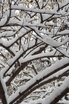 雪中腊梅