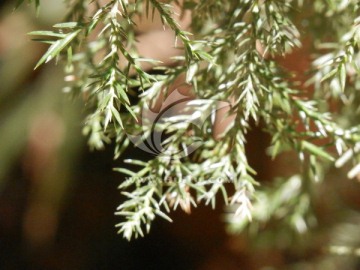 柏树树叶微观摄影