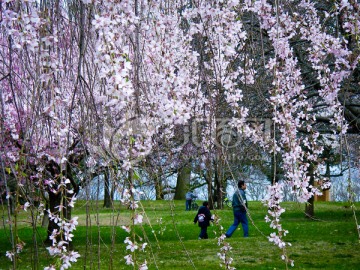 樱花 花帘