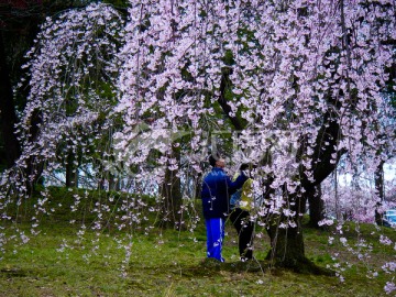 樱花盛开