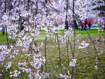 花枝帘