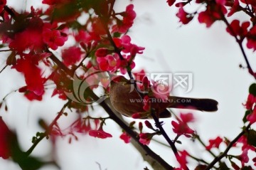 海棠花枝头的灰喜鹊
