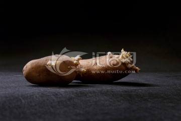 发芽的马铃薯 土豆