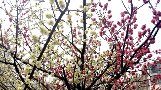 樱花  樱花树