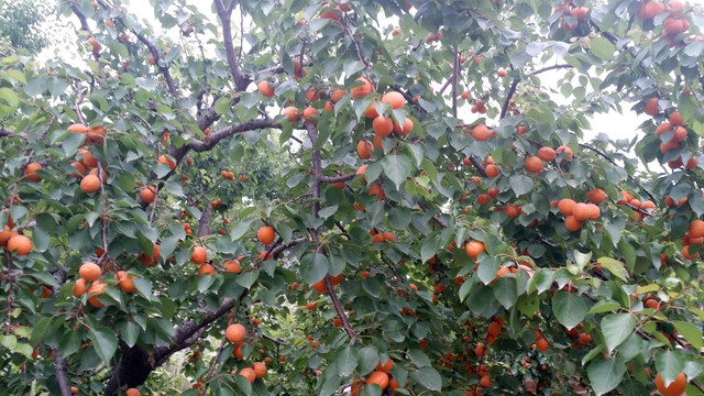 红杏 杏树