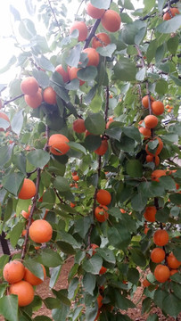 红杏  杏树