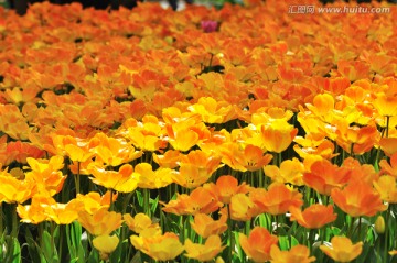 郁金香 荷兰国花