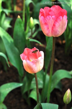 郁金香 荷兰国花
