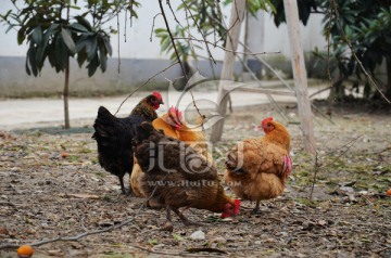 农家散养鸡 鸡