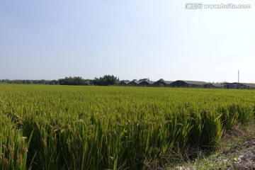 上海金山稻田