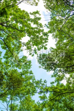 树枝 树叶 天空