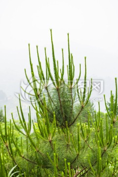 植物背景素材