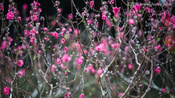 桃花 花朵 植物 花蕊 春天