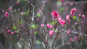 桃花 花朵 植物 花蕊 春天