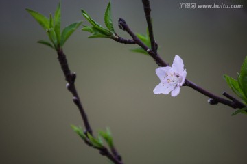 莲花山桃花