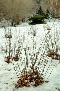 雪地枯草