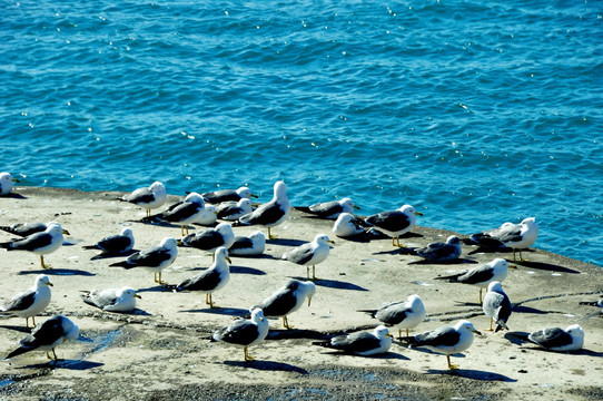 海鸥鸟群